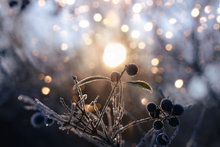 December - First Frost